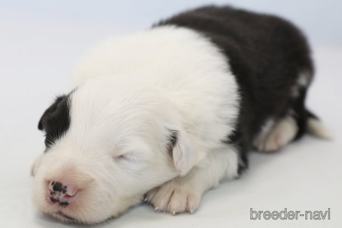 成約済の神奈川県のボーダーコリー-373731の7枚目